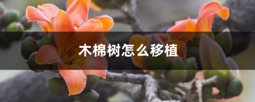 木棉树怎么移植