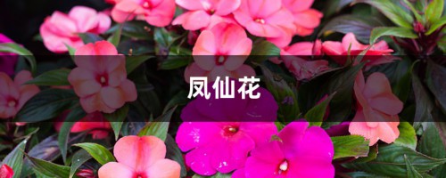 凤仙花怎么安全过冬，这样做轻松又健康！