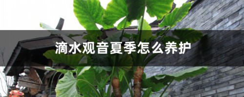 滴水观音夏季怎么养护