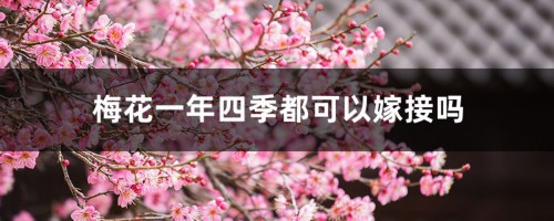 梅花一年四季都可以嫁接吗