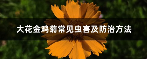 大花金鸡菊常见虫害及防治方法